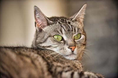 Close-up portrait of a cat