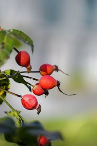 Close-up of red berries growing on tree