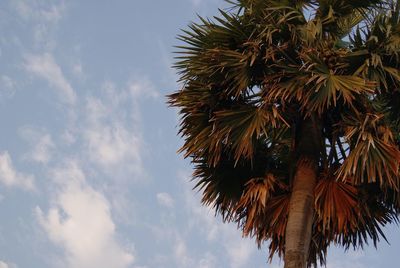 Low angle view of palm tree against cloudy sky