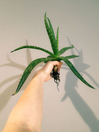 Close-up of hand holding a plant 