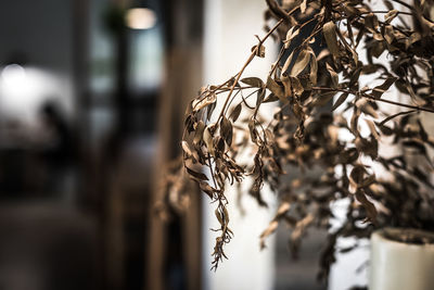 Close-up of dry leaf hanging on metal for sale