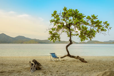 Tree on beach against sky