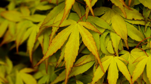 Full frame shot of yellow leaves