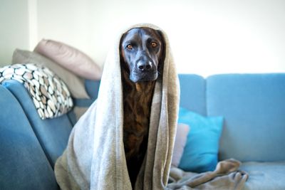 Portrait of dog sitting on sofa at home