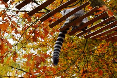 Low angle view of lizard on tree during autumn
