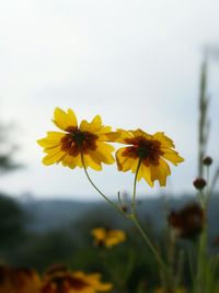 Close-up of yellow flower