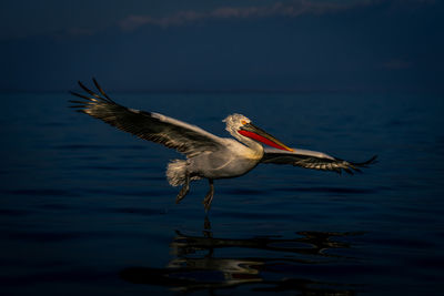 Close-up of pelican