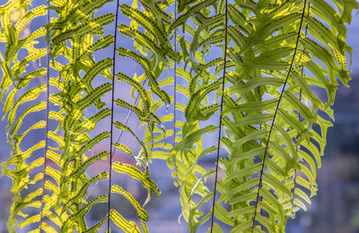 Close-up of fresh green plant