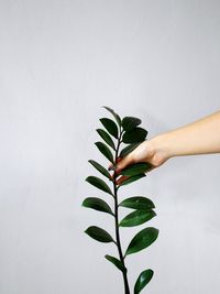 Cropped image of hand touching plant against white background