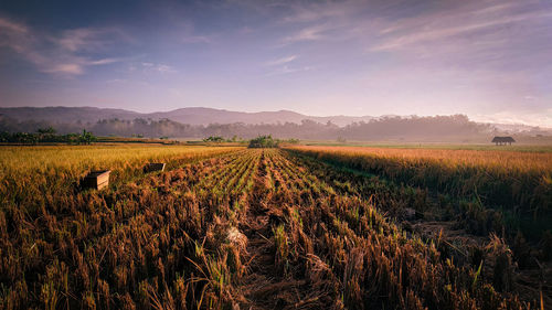 Scenic view of agricultural field against sky