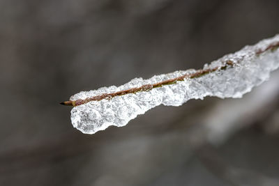 Close-up of frozen plant