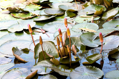 High angle view of lotus leaves floating on lake