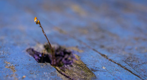 High angle view of dry plant on wood