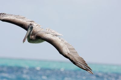 Pelican bird flying over sea against clear sky