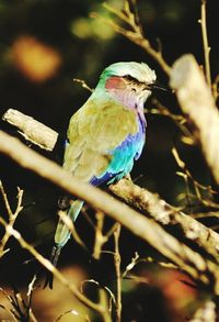 Close-up of parrot perching on branch