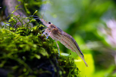 Close-up of insect on plant