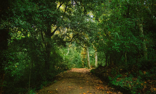 Footpath amidst trees in forest