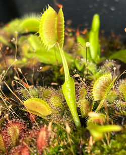 Close-up of plant