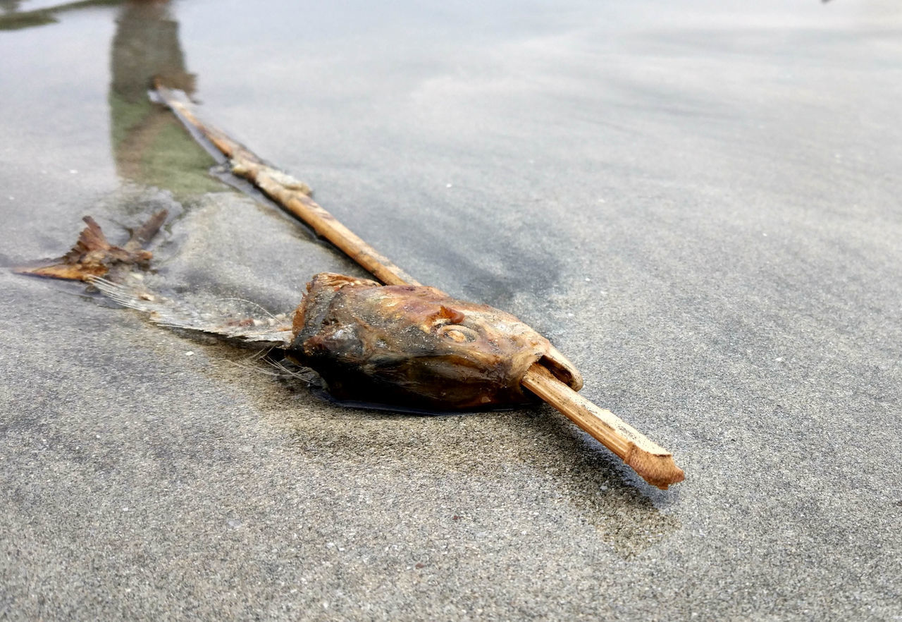 HIGH ANGLE VIEW OF DEAD FISH ON SHORE