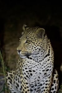 Close-up of a cat looking away