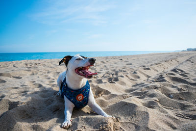 Dogs on sand at beach