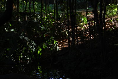 Plants growing in forest against sky