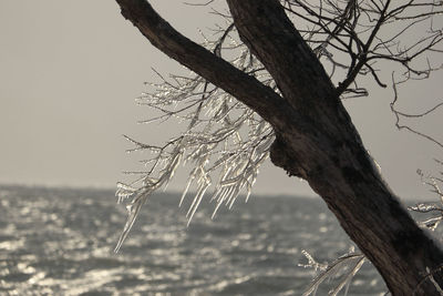 Close-up of bare tree against sky