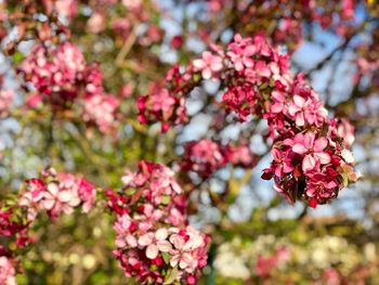 Close-up of pink cherry blossoms