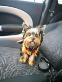 Close-up of dog sitting in car