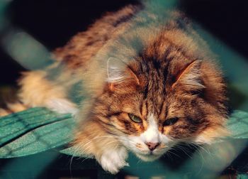 Close-up portrait of a cat