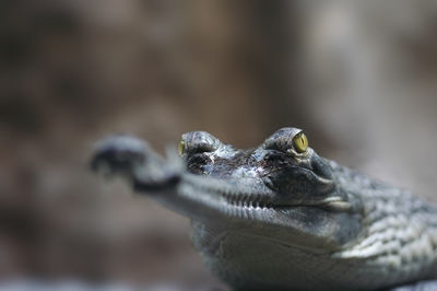 Close-up of crocodile