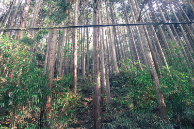 Trees in forest