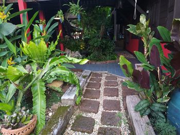 High angle view of potted plants in garden