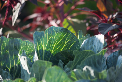 Close-up of leaves