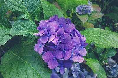 Close-up of purple hydrangea flowers