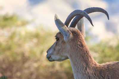 Rear view of deer standing on field