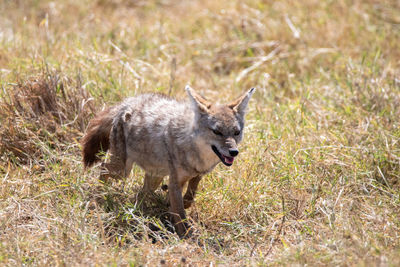 Chacal serengeti