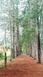 Dirt road passing through forest