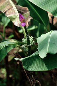 Close-up of a plant