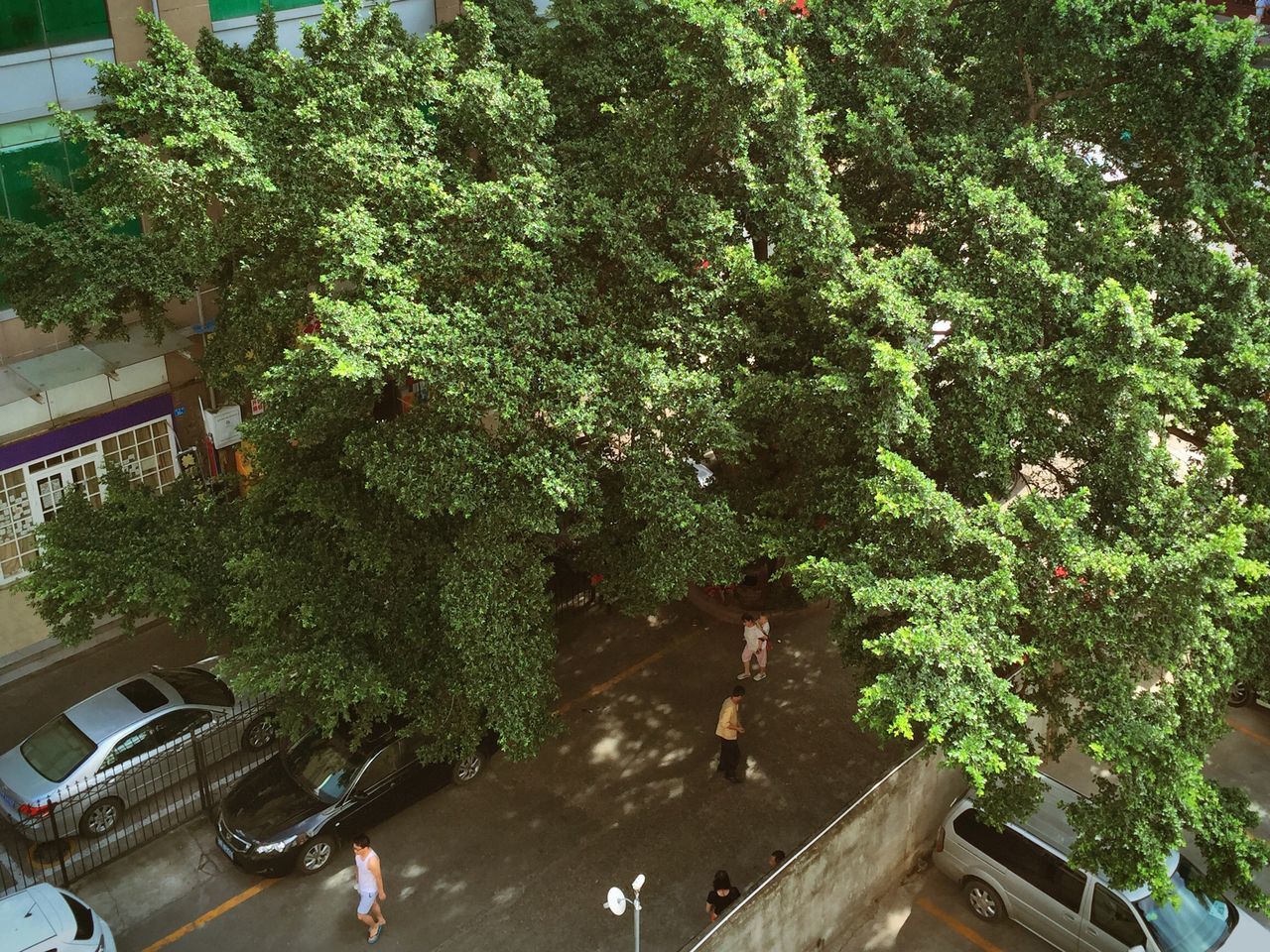 tree, high angle view, green color, building exterior, built structure, architecture, growth, potted plant, plant, sunlight, day, incidental people, men, outdoors, nature, person, house, lifestyles, railing