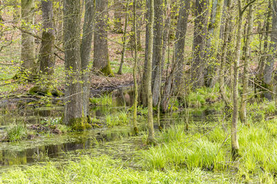 Scenic view of lake in forest