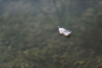 Close-up of bird in water