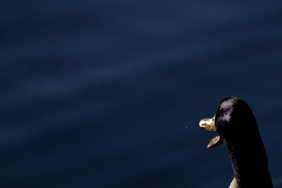 Close-up side view of a duck 