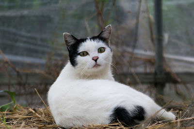 Portrait of cat sitting outdoors