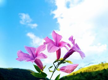 Close-up of pink flowering plant against blue sky