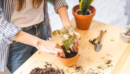 Woman gardeners taking care and transplanting plant a into a new ceramic pot on  table, houseplants