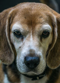 Close-up portrait of dog