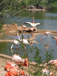 View of birds drinking water from lake