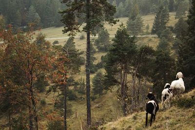 Rear view of people in forest