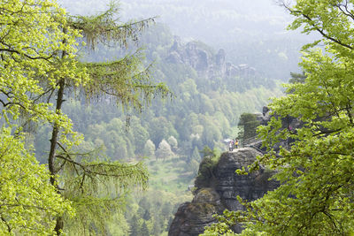 Scenic view of forest